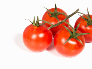Strauchtomaten