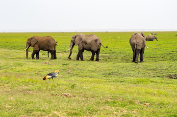 Naklejka na ściany i meble Three elephants with a Royal Crane in foreground in the savannah of Amboseli Park in Kenya