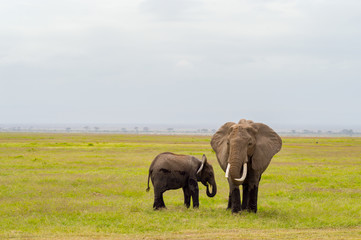 Naklejka na ściany i meble Elephant front view with his cub in the savannah of Amboseli Park in Kenya