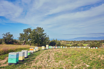 Fototapeta na wymiar lines of beehives in Cyprus
