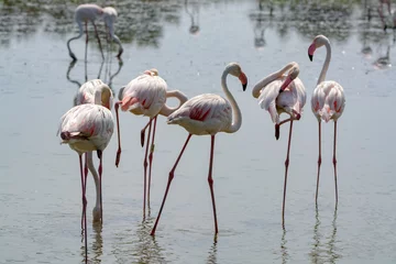 Photo sur Plexiglas Flamant Group of big pink flamingo birds in national park Camargue, France