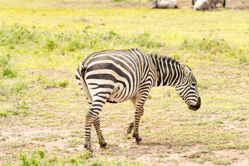 Fototapeta na wymiar Zebra with cut tail having difficulty chasing flies and mosquitoes in Amboseli Park in Kenya