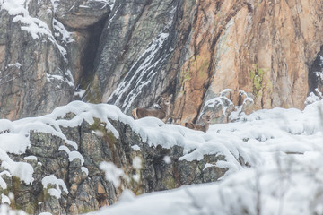 Fototapeta na wymiar deer in the snow in the mountains of Asturias, after the intense snowfall of these days ...