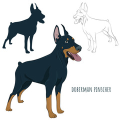 Dobermann standing and panting with tongue out. Watchdog for your design. Doberman Pinscher standing isolated on white background. Silhouette, sketch and color illustration.