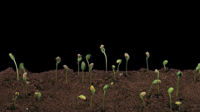 Time-lapse of growing soybeans vegetables 9b3 in RGB + ALPHA matte format isolated on black background

