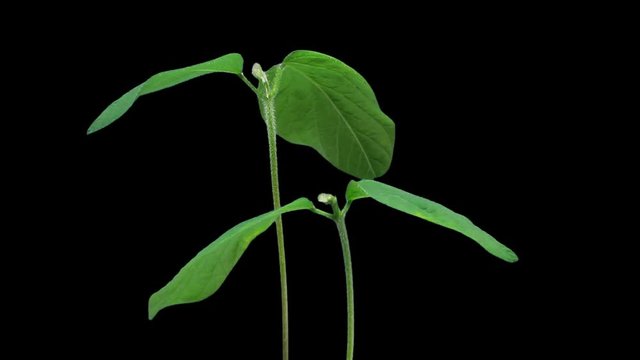 Time-lapse of growing soybeans vegetables 4a1 in PNG+ format with ALPHA transparency channel isolated on black background

