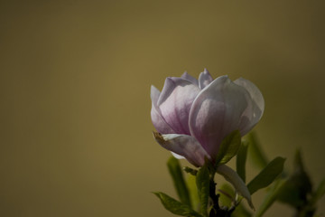 Fototapeta na wymiar beautiful spring delicate magnolia blossom on tree branches