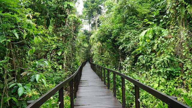 Bridge in the jungle of the national park of Cahuita, Caribbean, Costa Rica