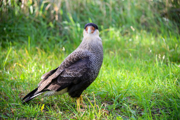 Southern Caracara, Carancho - Chile