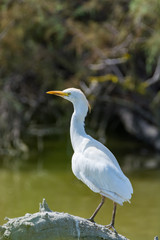 Wild birds Little egret in national park, Provence, France