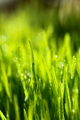Obraz premium Świeża zielona trawa z kroplami wody. Selektywne skupienie. Motyw wiosenny. Koncepcja świeżości. Makro