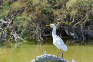 Wild birds Little egret in national park, Provence, France
