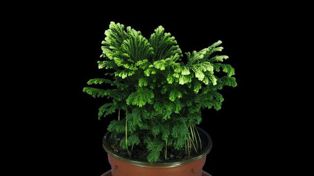 Time-lapse of growing Selaginella (Spykemoss) plant plant 2x4 in 4K PNG+ format with ALPHA transparency channel isolated on black background
