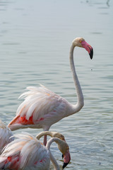 Wild birds big pink flamingo in national park, Provence, France