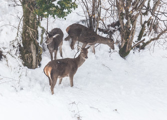 deer in the snow in the mountains of Asturias, after the intense snowfall of these days ...