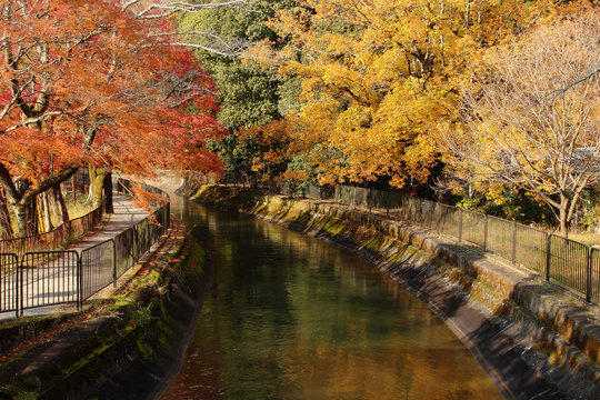 京都　琵琶湖疎水の紅葉