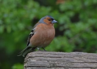 Chaffinch