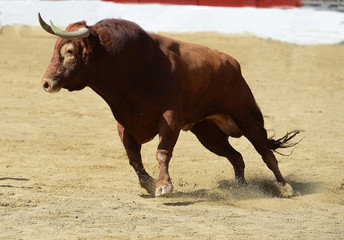toro