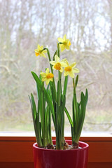 yellow daffodils in a pot on a window sill