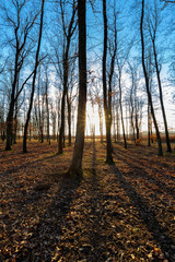 Fototapeta premium Nice sunny autumn forest in sunset light