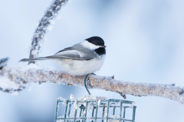 Fototapeta premium Black-capped Chickadee at -18 Temperature in Alaska