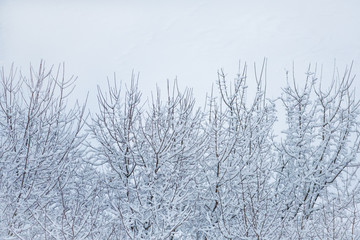 Fototapeta na wymiar Top view of snow-covered treetops (background)