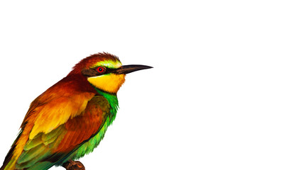 colorful wild bird isolated on white background