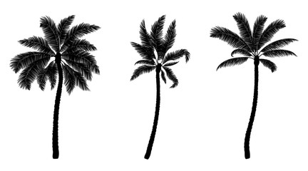 Set of black vector palm. Hand drawn trees.