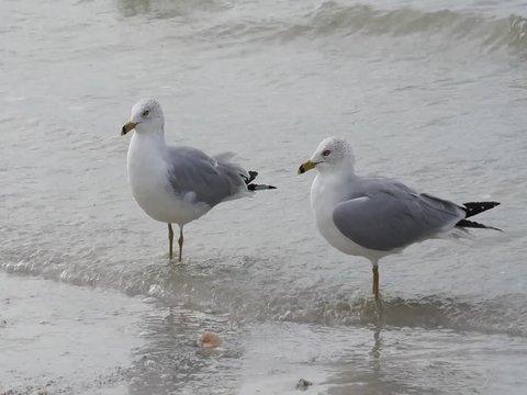 Ring-billed Gulls (Larus delawarensis) calling and squawking in the shallow surf on the Gulf of Mexico at St. Pete Beach, Florida.