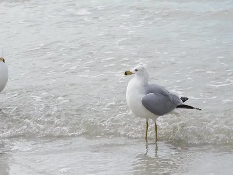 A Ring-billed Gull (Larus delawarensis) calling and squawking in the shallow surf on the Gulf of Mexico at St. Pete Beach, Florida.