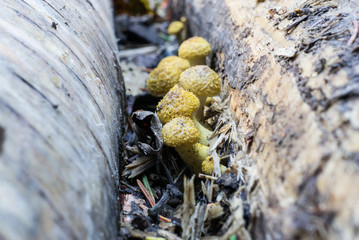 yellow mushrooms on the trunk in the forest. background