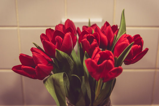 Red Tulips