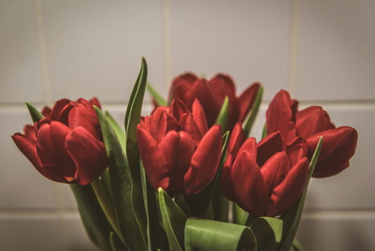 Red Tulips