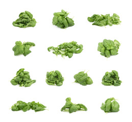 Pile of basil leaves isolated