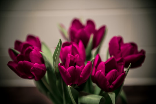 Red Tulips