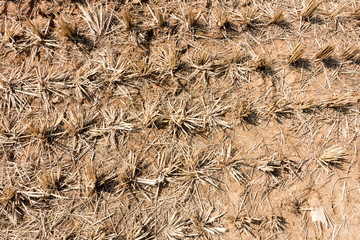 Abgeerntetes Reisfeld, Trockenanbau