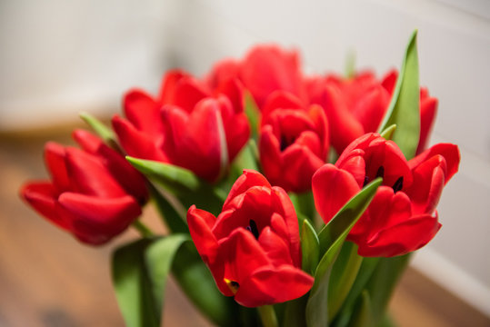 Red Tulips