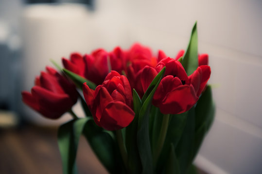 Red Tulips