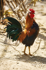 Brown Leghorn Rooster
