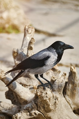 Crow on the Snag