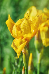 Flower of an Yellow Iris