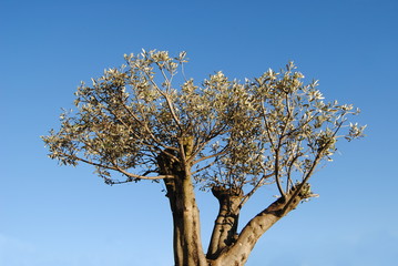 Uma oliveira com um céu azul de fundo