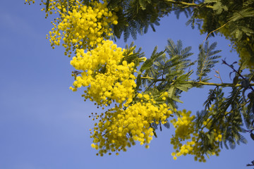 Mimosa flowers on blue sky