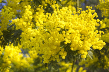 Mimosa flowers on blue sky