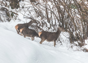 deer in the snow in the mountains of Asturias, after the intense snowfall of these days ...