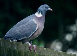 Pigeon