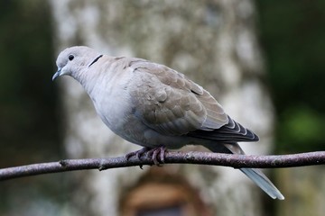 Collared Dove