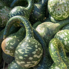 Green Squash