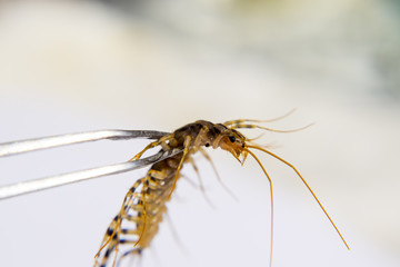 Scutigera Coleoptera Clamped in tweezers. The Flycatcher. Centipede flycatcher, insect predator