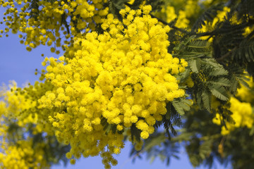 Mimosa flowers on blue sky